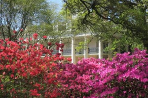 bayou-louisianne-mississippi-marecages-alligators-plantations-plantation-oak-alley