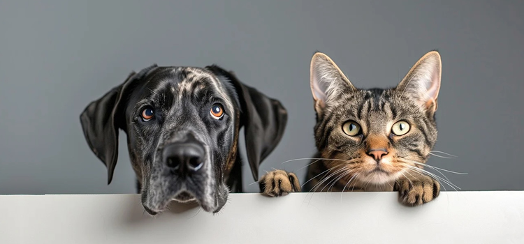 angel-five-star-pet-care-franchise-pet-sitting-walking-01