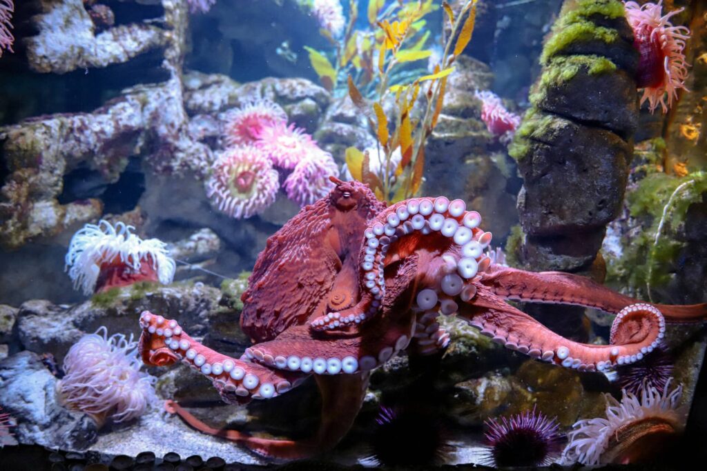 new-england-aquarium-boston-05