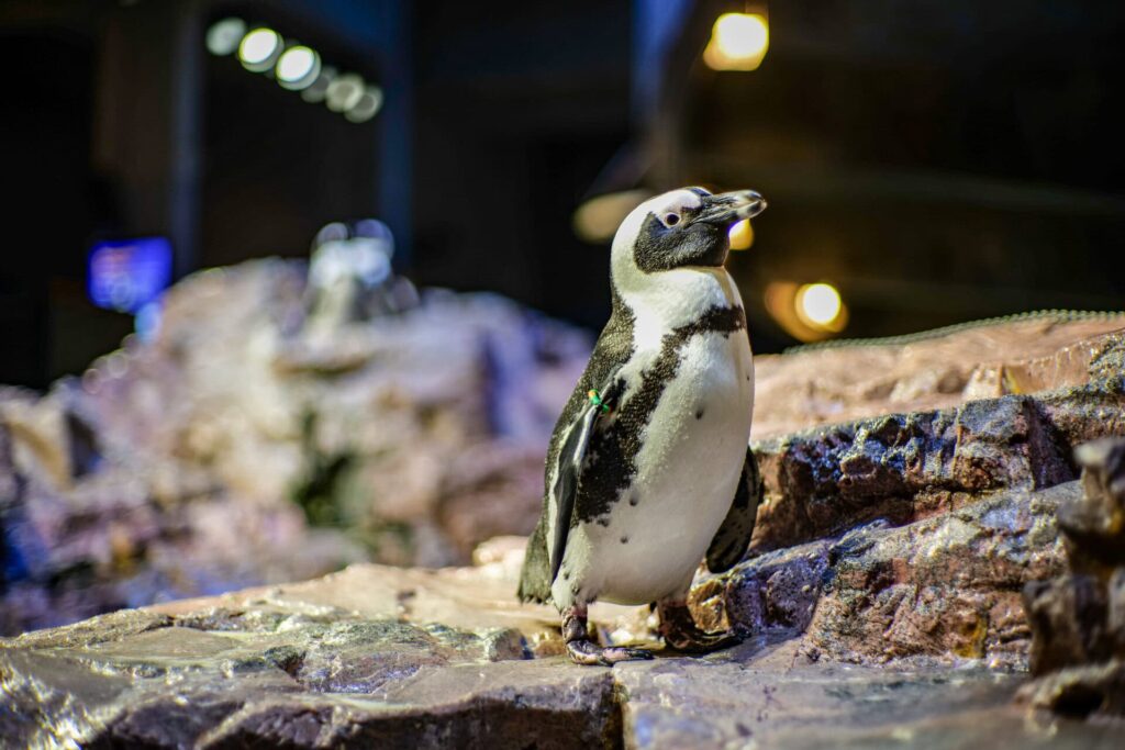 new-england-aquarium-boston-06