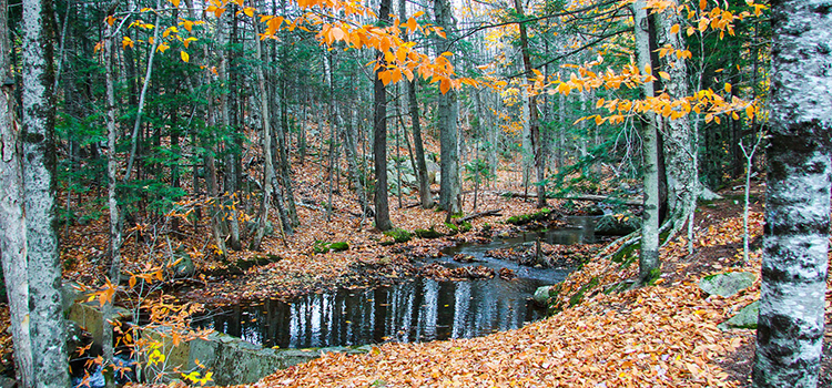 flume-gorge-park-ARTICLE