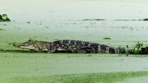 bayou-louisianne-mississippi-marecages-alligators-plantations-alligators2