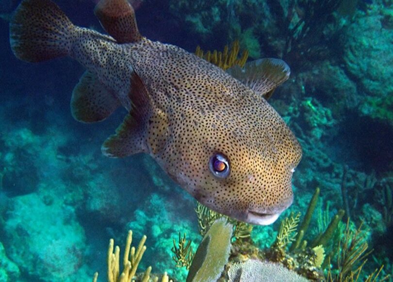 kiskeedee-croisiere-voilier-abacos-bahamas-porcupine-puffer