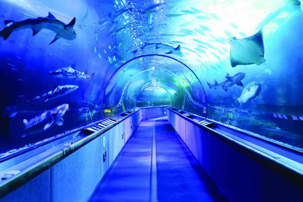 pier-39-aquarium-of-the-bay-san-francisco-02