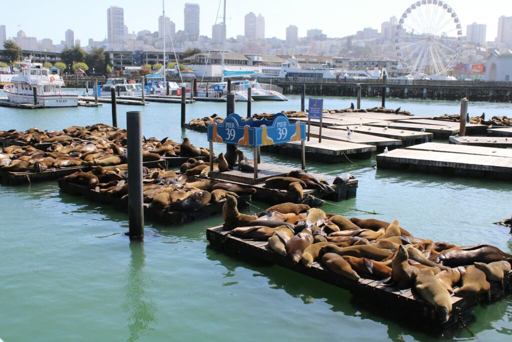 pier-39-lions-de-mer-san-francisco