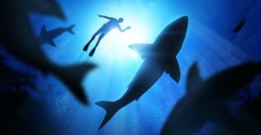 requins-predateur-danger-mer-ocean-une2