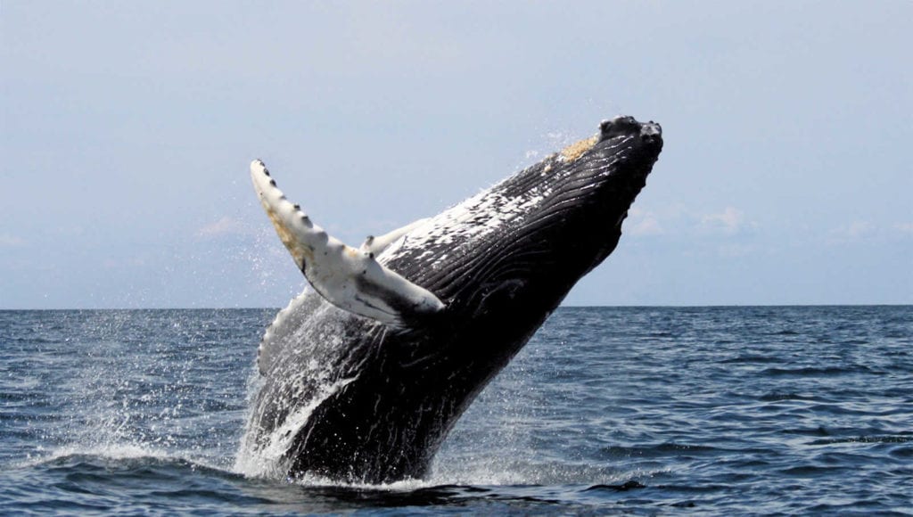 migration-baleines-grises-ocean-pacifique-san-diego-une