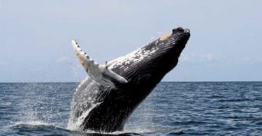 migration-baleines-grises-ocean-pacifique-san-diego-une