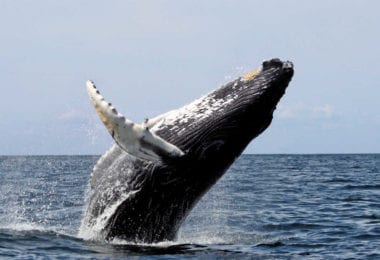 migration-baleines-grises-ocean-pacifique-san-diego-une
