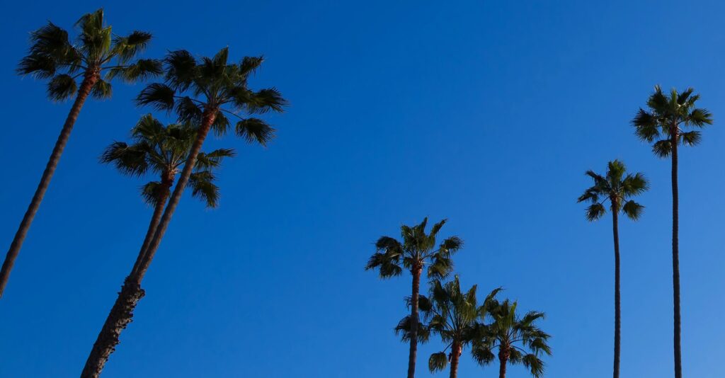 comparaison-los-angeles-san-francisco-meteo-palmiers