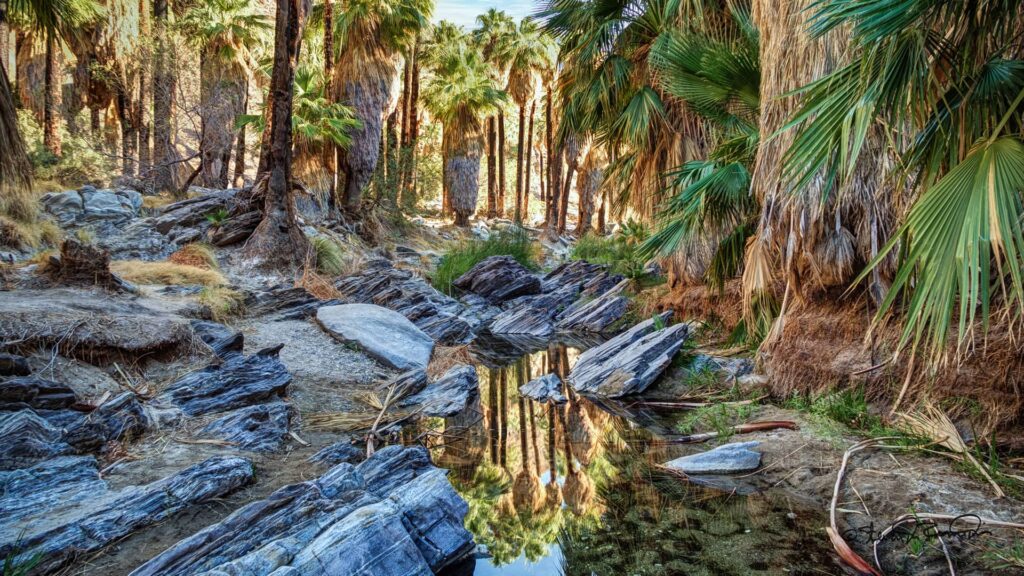 L'oasis de Andreas Canyon