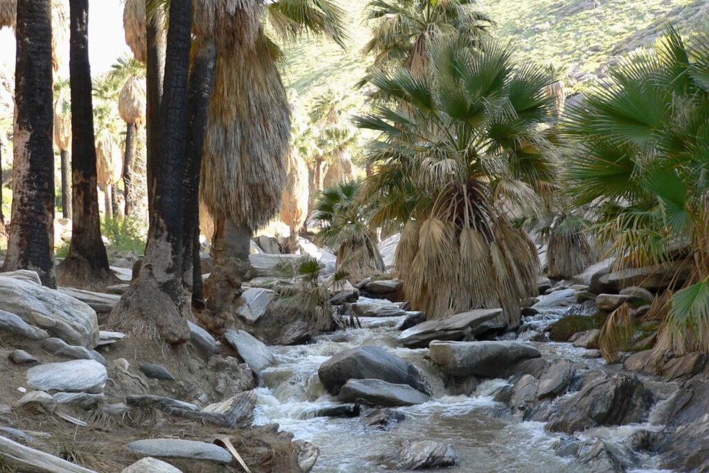 Palm Canyon près de Palm Springs. 