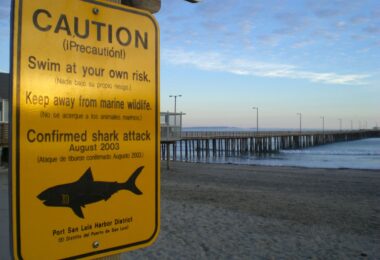 Les requins en Californie