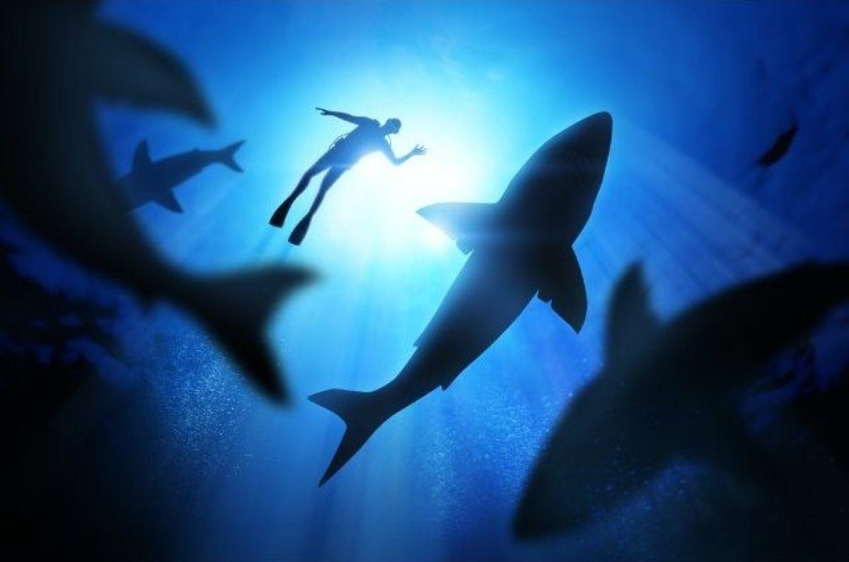 Les requins en Californie