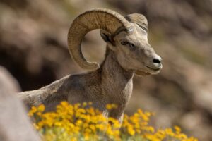 Anza Borrego Desert Park en Californie Anza Borrego Desert Park en Californie