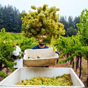 Stony Hill Vineyard – Le vignoble magnifique