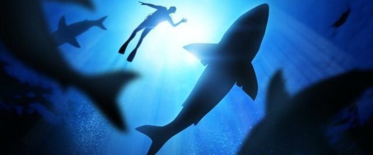 requins-predateur-danger-mer-ocean-une-b