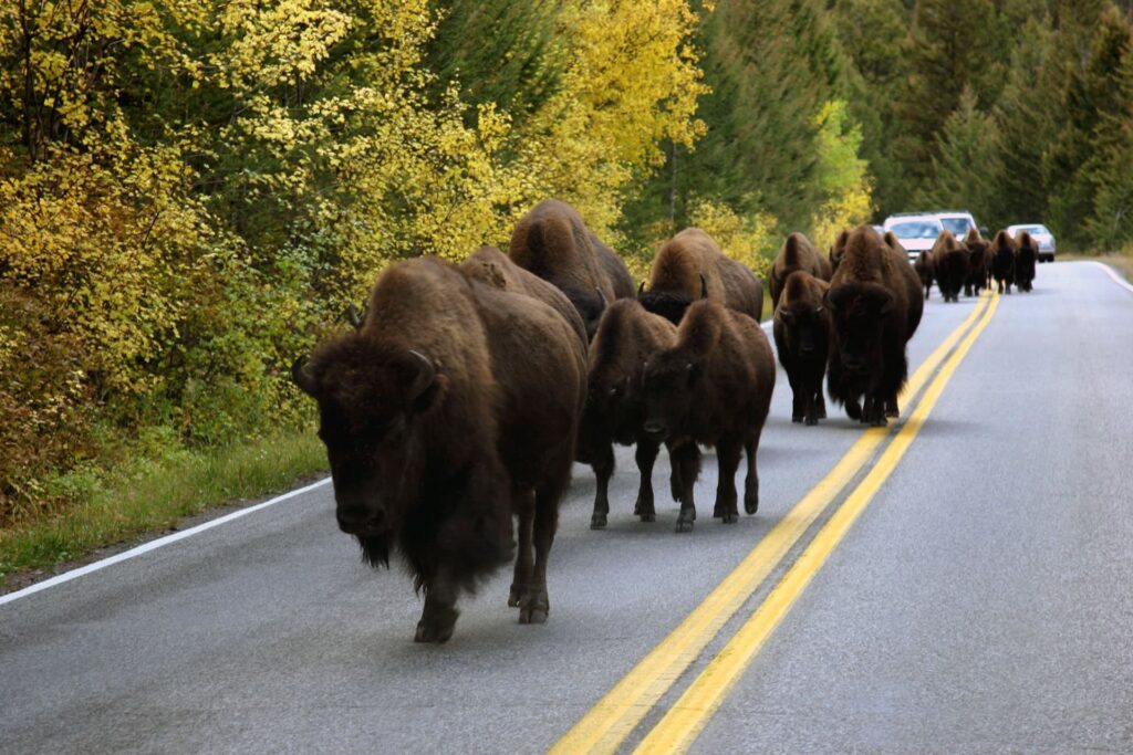 weekend-visite-parc-naturel-yellowstone-wyoming-bisons