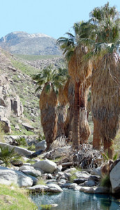 indian-canyons-palm-springs-randonnee
