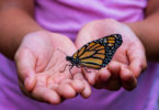 parc-papillons-miami-butterfly-world