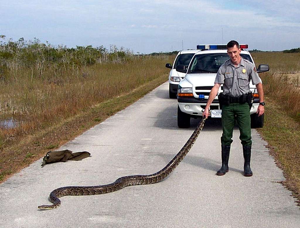 burmese-pythons-are-now-occasionally-encountered-along-roads-trails-and-visitor-8bf467-1024