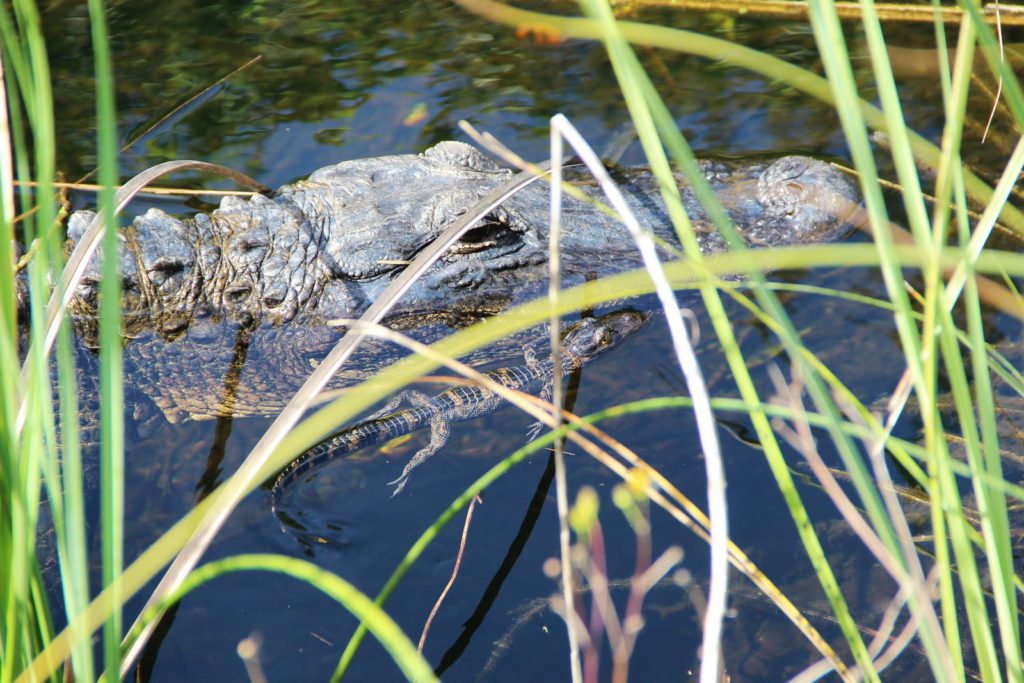 excursion-les-everglades-featured