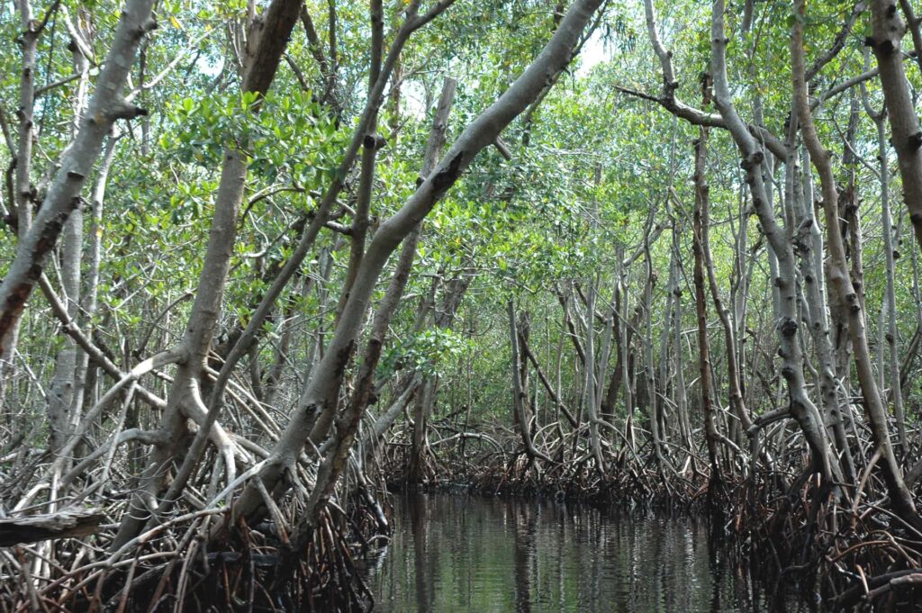 Forêt de Mangrove dans les Everglades