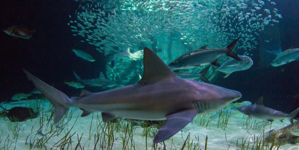 mote-aquarium-sarasota-floride-02