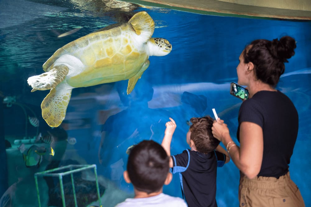 mote-aquarium-sarasota-floride-03