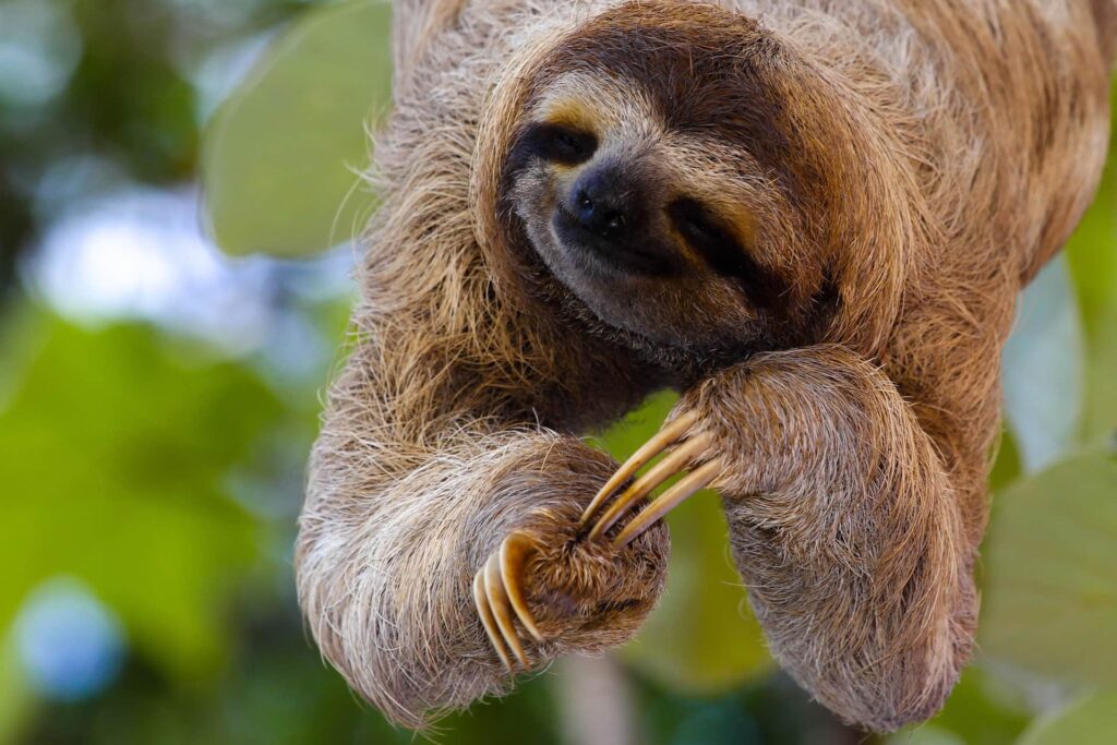 zoological-animaux-sauvages-wildlife-foundation-a-miami-sloth-paresseux