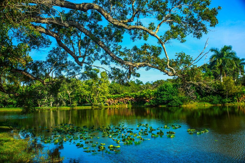 Lac bordé de palmiers dans un jardin botanique tropical, nénuphars au premier plan et grande branche d'arbre en surplomb, ciel bleu