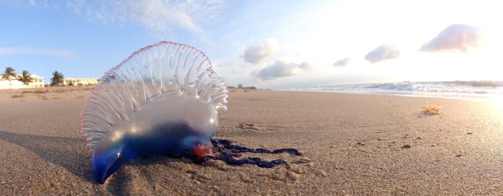 Physalie échouée sur le sable mouillé au lever du soleil, son flotteur translucide bleu et violet dressé, ses filaments bleu foncé étalés derrière elle