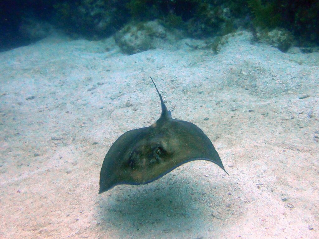 Raie pastenague grise posée sur un fond de sable clair, sa longue queue dressée, dans une eau transparente