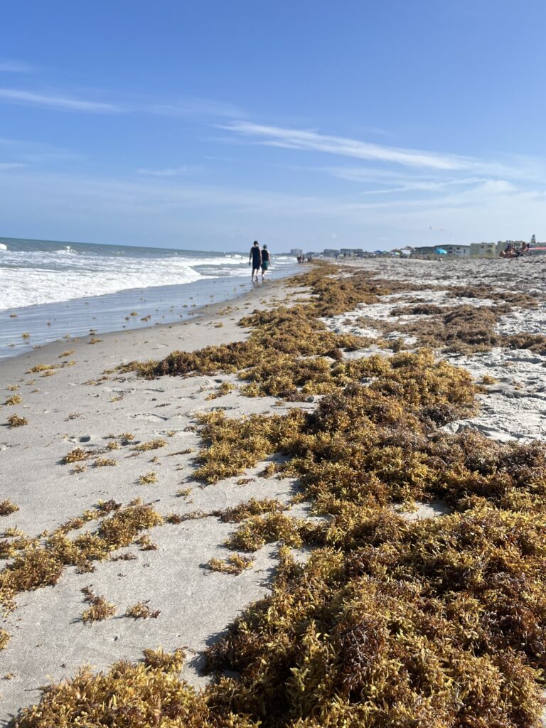 Épaisse bande de sargasses brun doré échouées le long du rivage, la mer à gauche et deux promeneurs au loin sous un ciel bleu