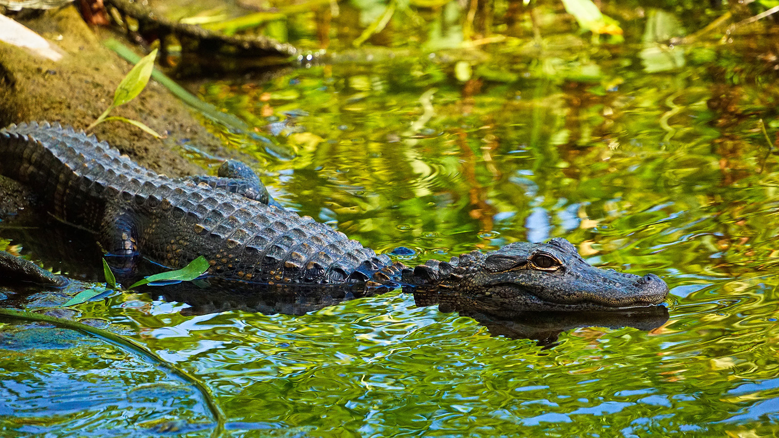 En terrasse avec les alligators – Everglades