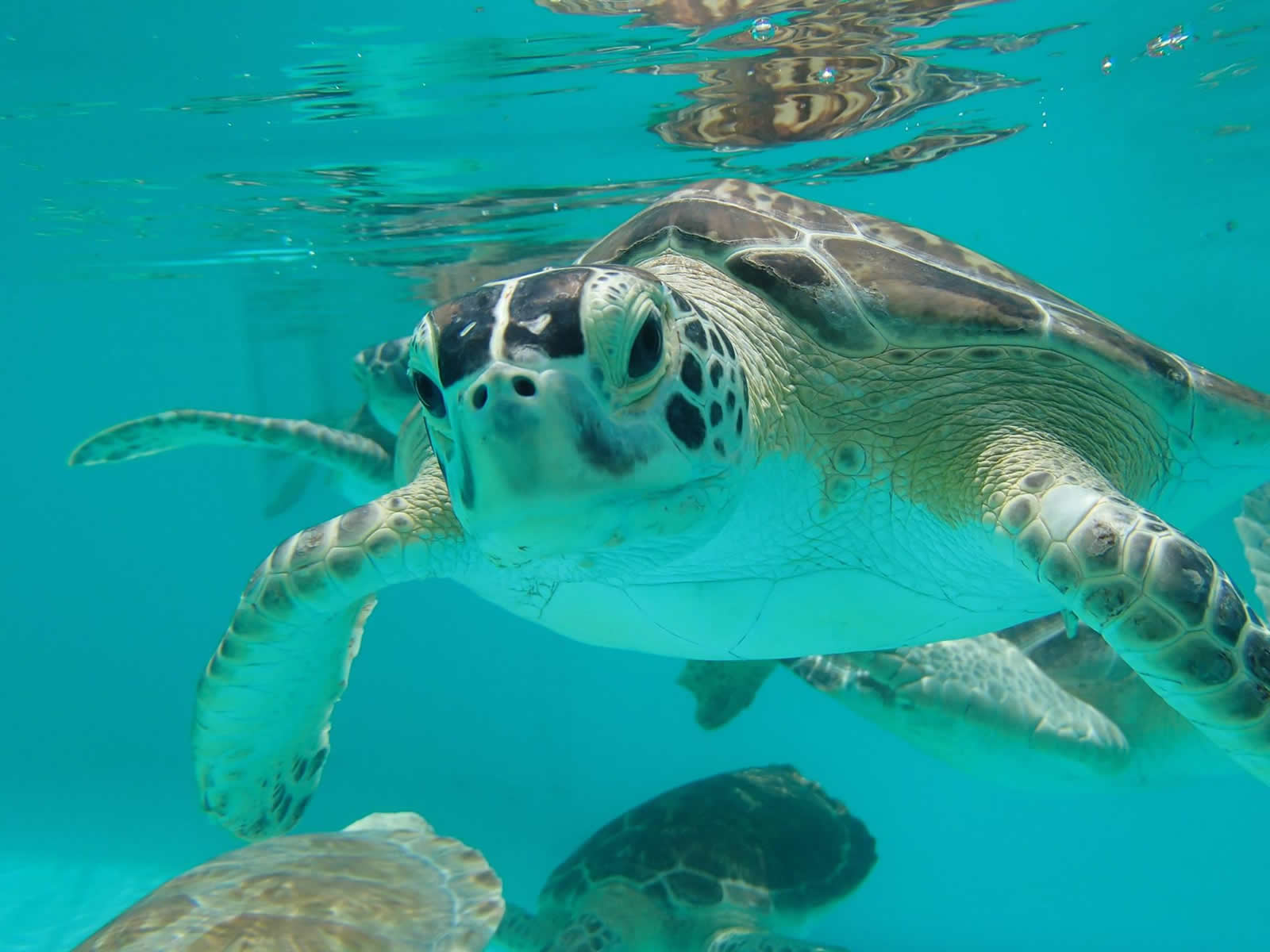 The Turtle Hospital, le paradis des ninjas