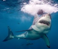 Les attaques de requins en Floride