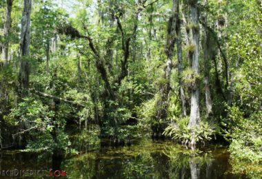 La Loop Road, une route presque secrète au cœur des Everglades