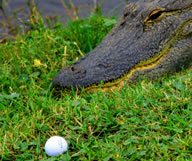 Visiter la Floride en golfant – Seconde partie