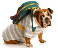 Les Dog sitters, des nounous pour vos toutous