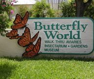 Le parc à papillons Butterfly World tout près de Miami