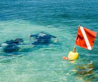 Les meilleurs spots de plangée à Key West