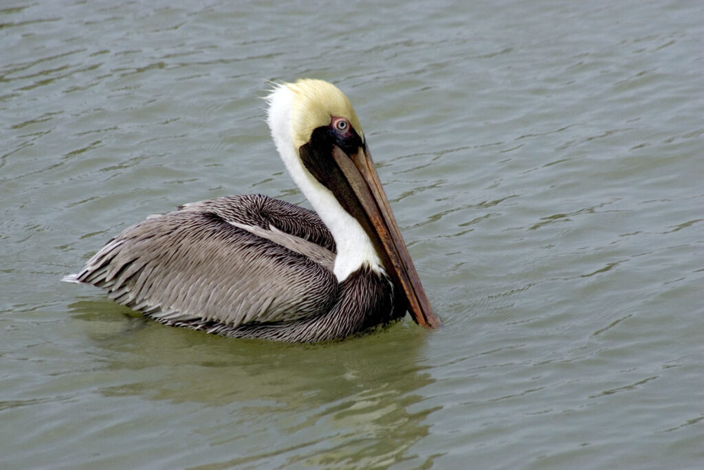 everglades-oiseaux-pelican-brun