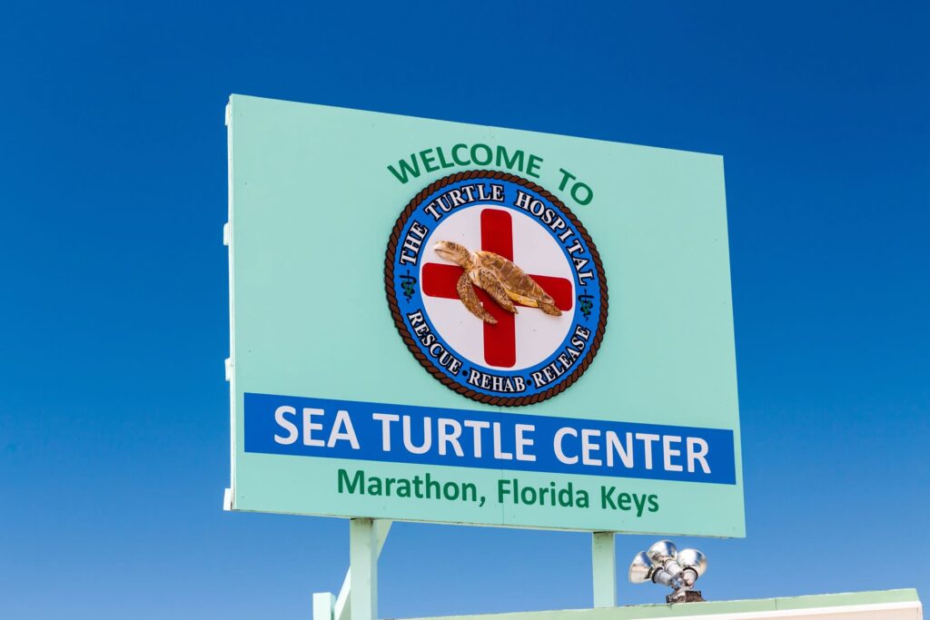 journee-marathon-centre-animaux-marins-peche-poissons-plongee-snorkeling-turtle-center