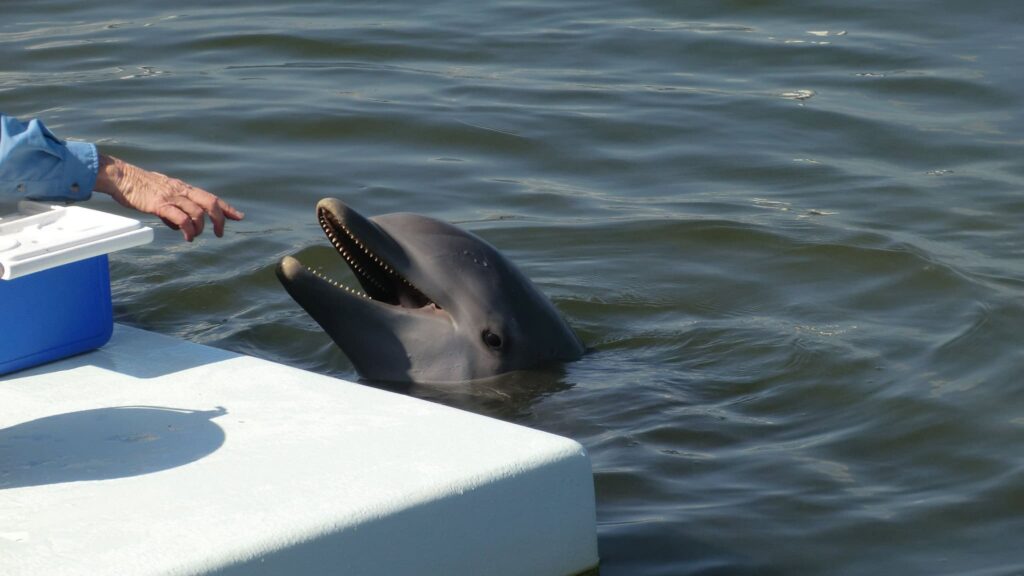 journee-marathon-centre-animaux-marins-peche-poissons-plongee-snorkeling-turtle-dolphin-research-center