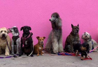 Adopter un animal de compagnie en Floride