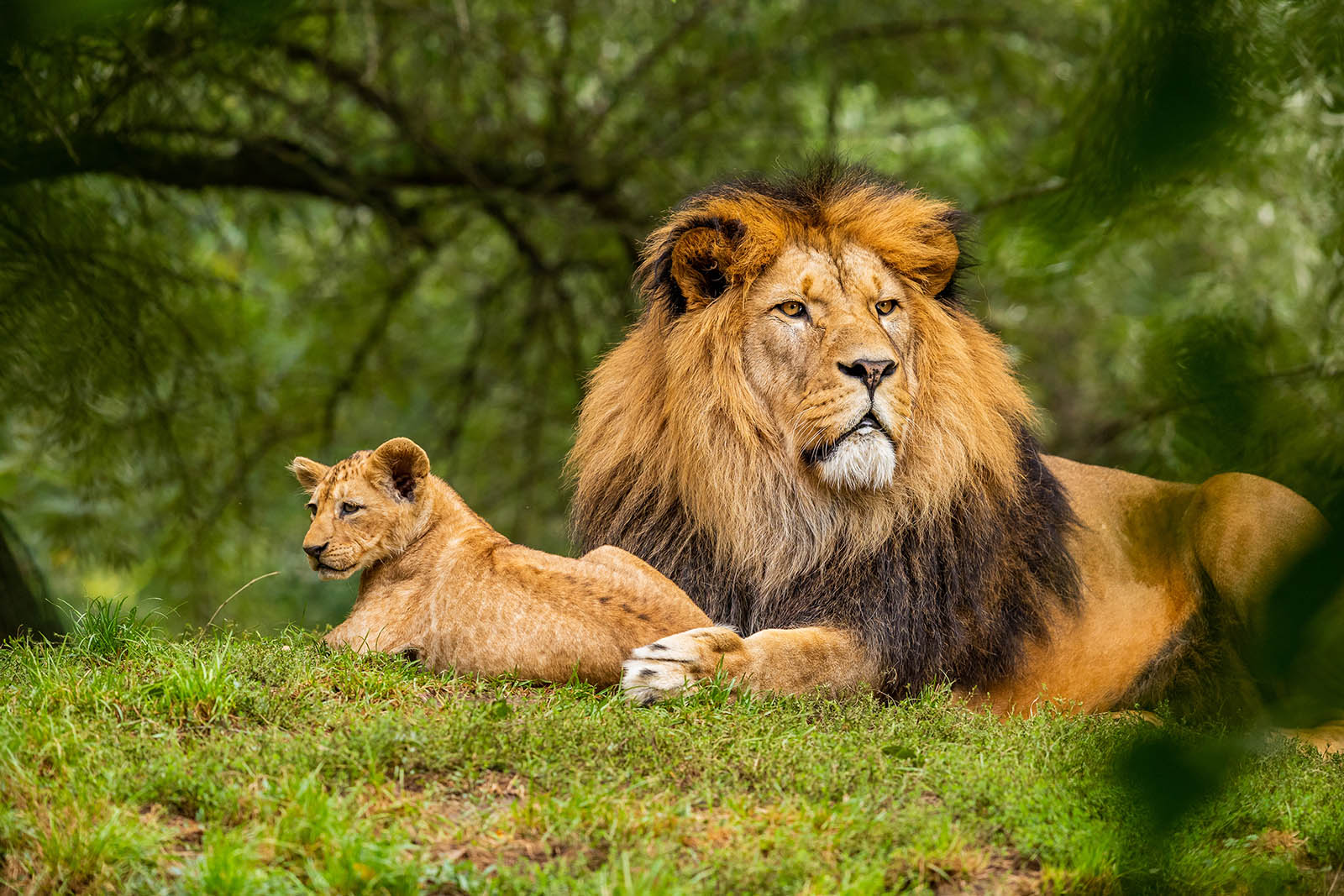 safari lion zoo