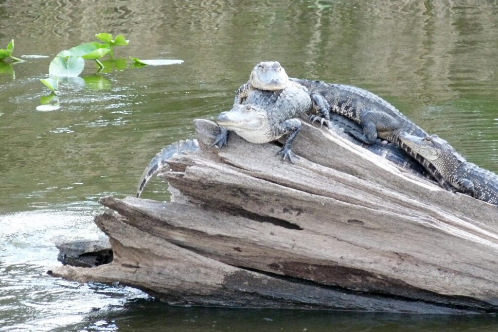 alligators-lac-jesup-orlando