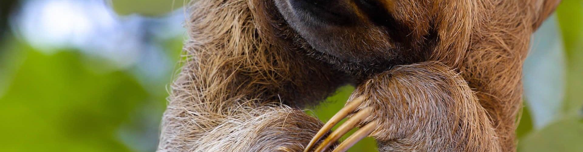 zoological-animaux-sauvages-wildlife-foundation-a-miami-sloth-paresseux