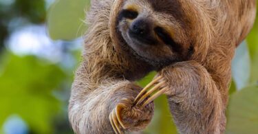 zoological-animaux-sauvages-wildlife-foundation-a-miami-sloth-paresseux